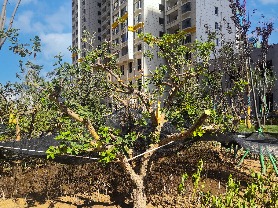 1626162067369517.png 1626162067369517.png